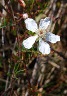 Sivun Rubus trivialis Michx. kuva