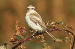 Image of Woodchat Shrike