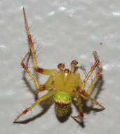 Image of Araneus bonsallae (McCook 1894)