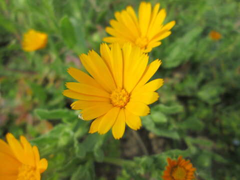 Image of field marigold