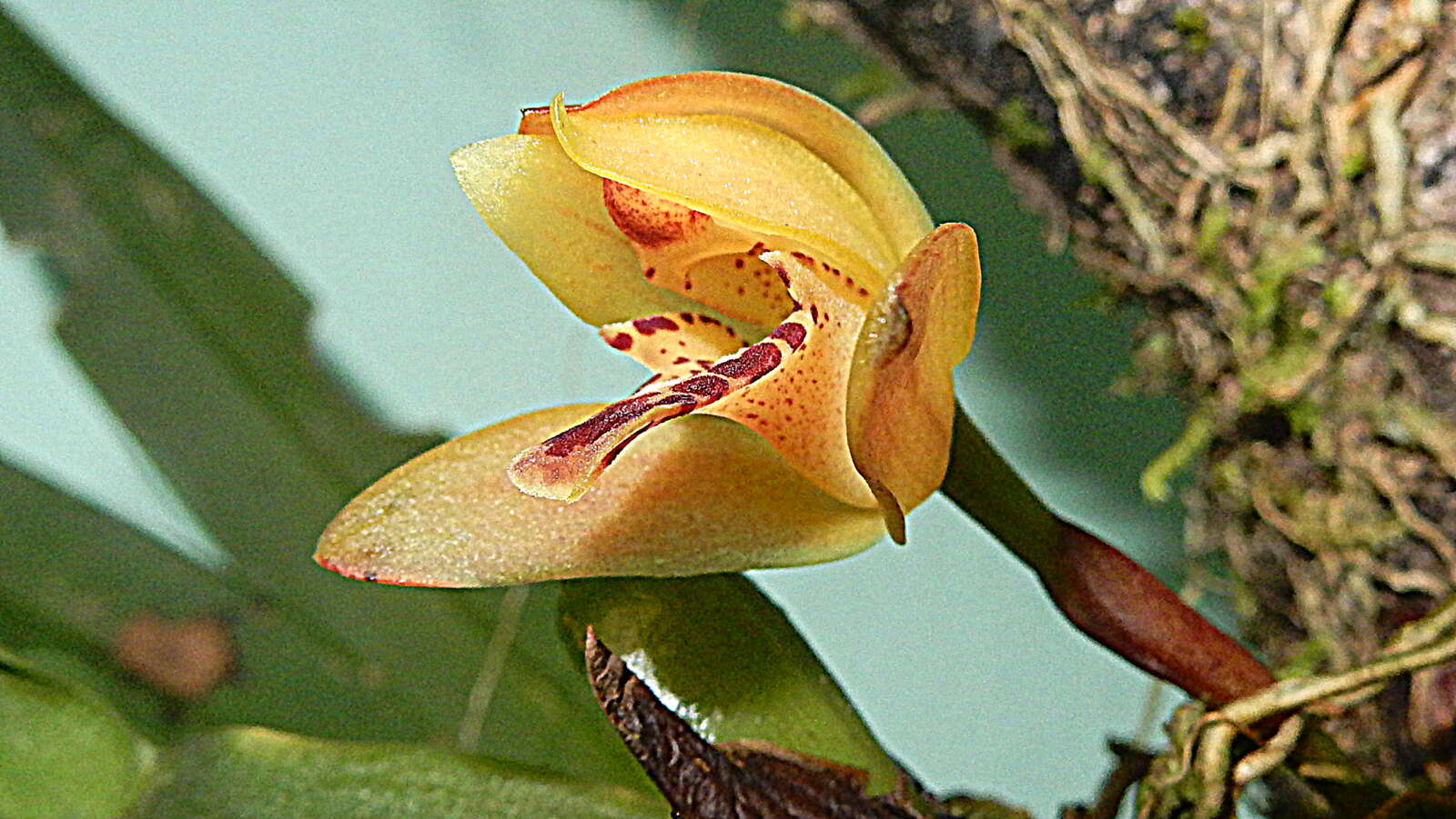 Imagem de Maxillaria rufescens Lindl.