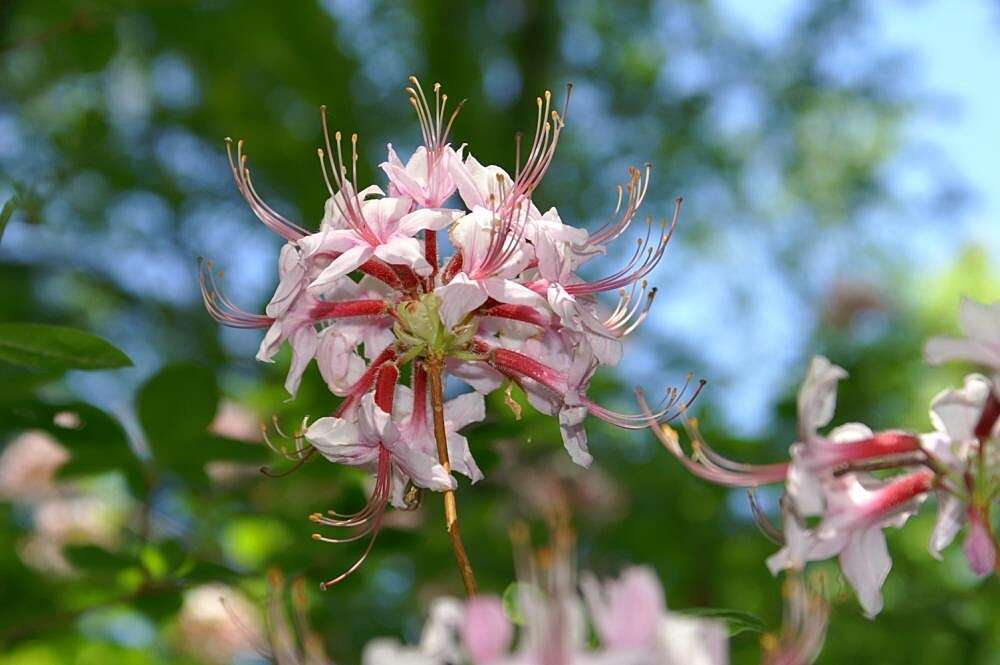 Image of pink azalea