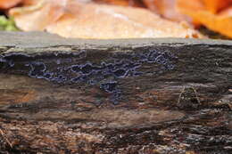 Image of Terana caerulea