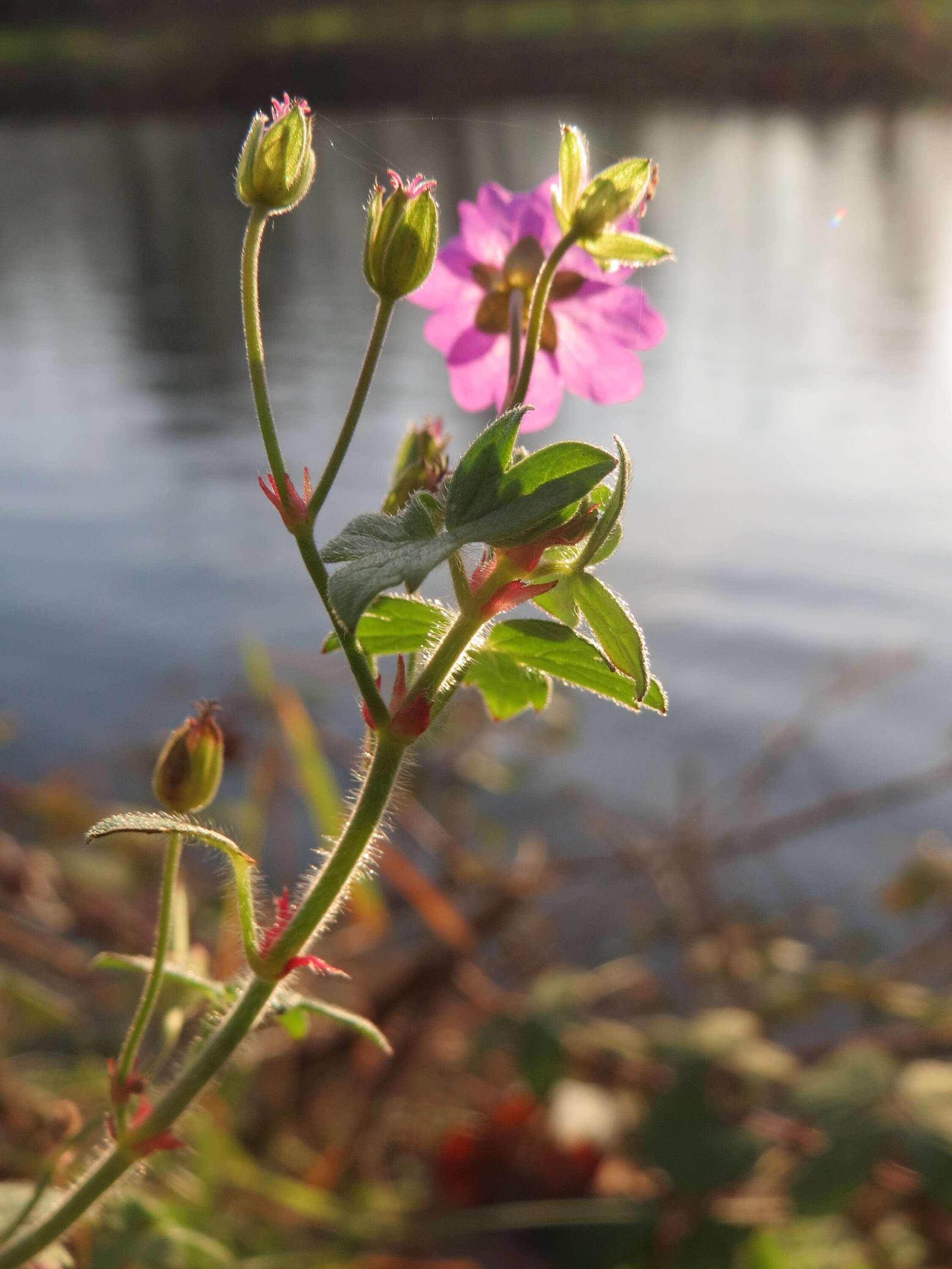 Image of hedgerow geranium