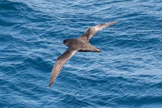 Image of White-chinned Petrel