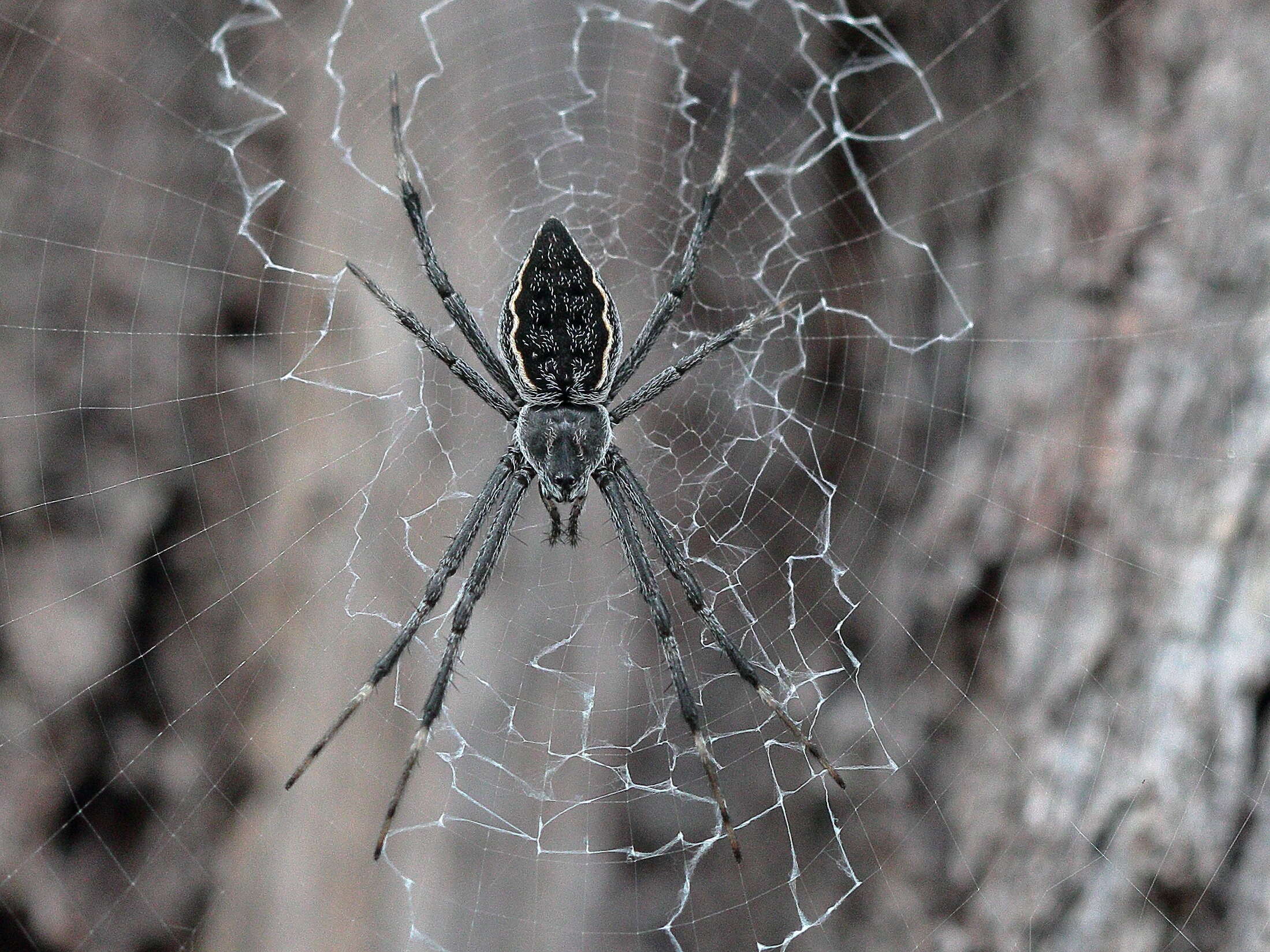 Imagem de Argiope ocyaloides L. Koch 1871