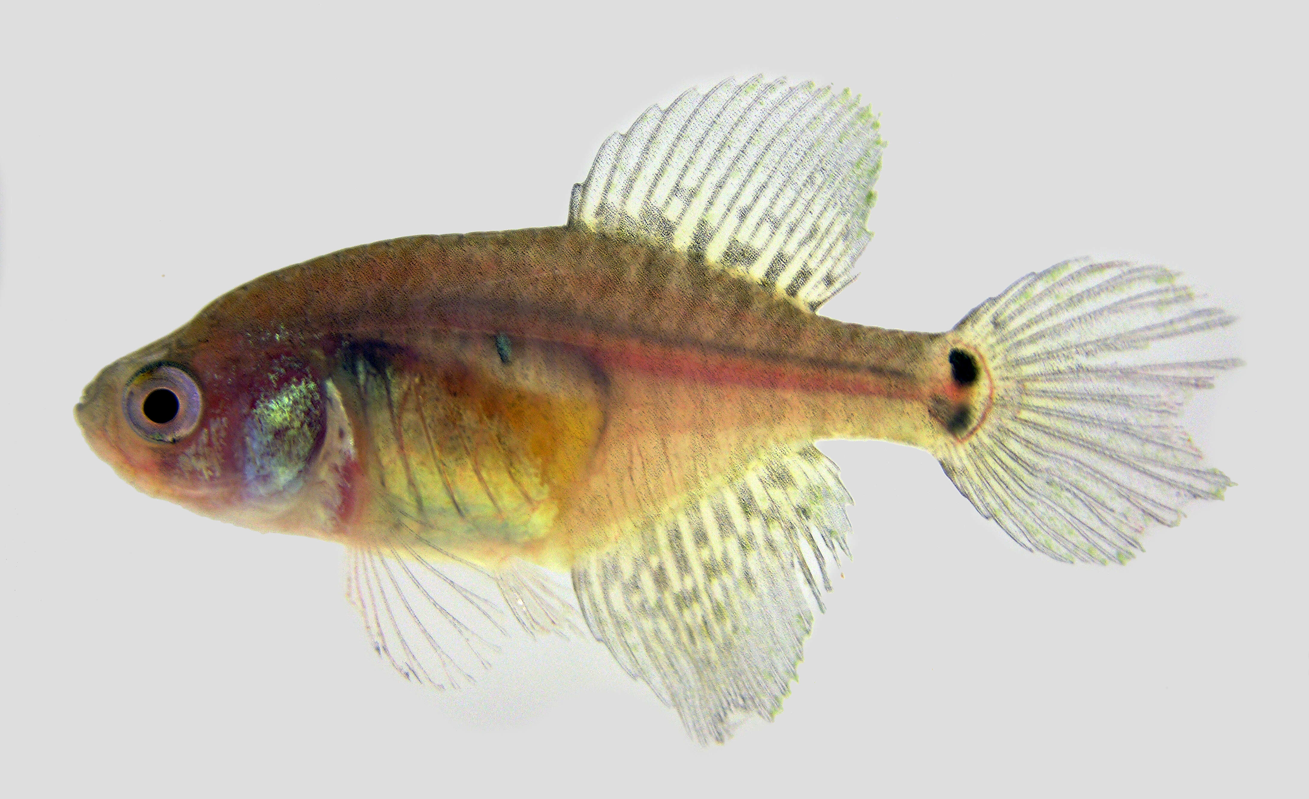 Image of Annual fish