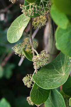 Image of Stephania abyssinica (Dill. & A. Rich.) Walp.