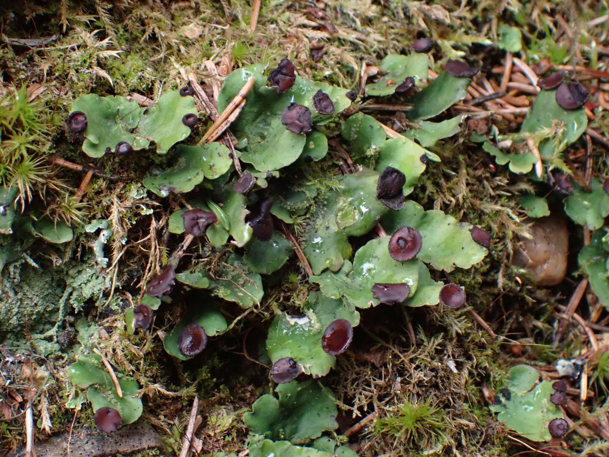 Слика од Peltigera venosa (L.) Hoffm.