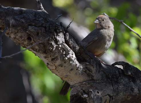 Image of Canyon Towhee