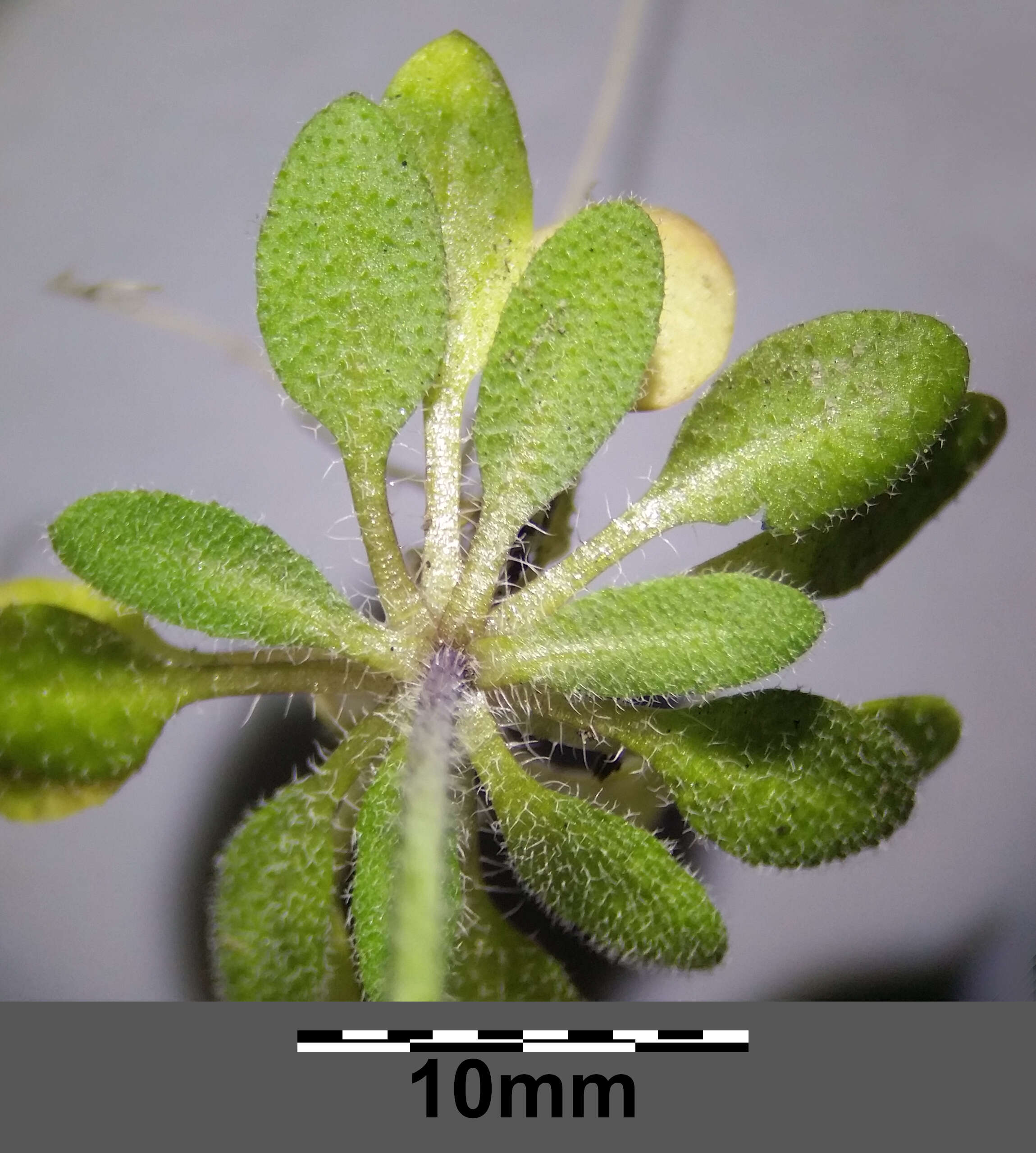 Image of Mouse-ear Cress