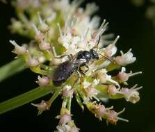 Lasioglossum cupromicans (Pérez 1903)的圖片