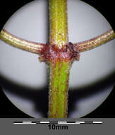 Image of Red hemp-nettle