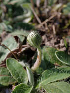 Image of Mouse-ear-hawkweed