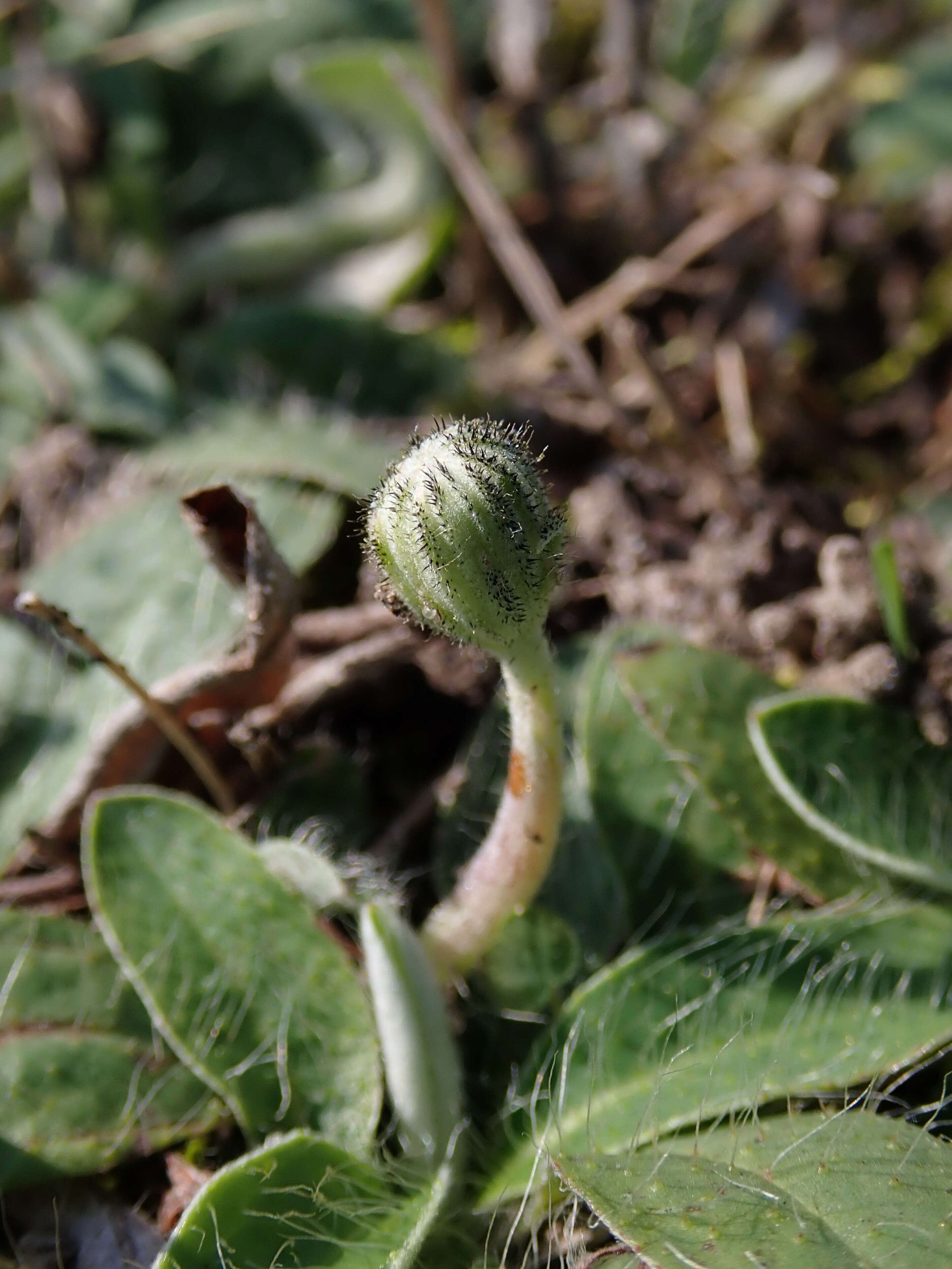 Image of Mouse-ear-hawkweed