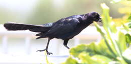 Image of Boat-tailed Grackle