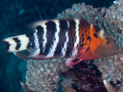 Cheilinus fasciatus (Bloch 1791) resmi