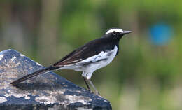 Image of White-browed Wagtail