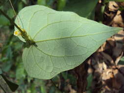 Image of Solena amplexicaulis (Lam.) Gandhi ex Saldanha & Nicolson