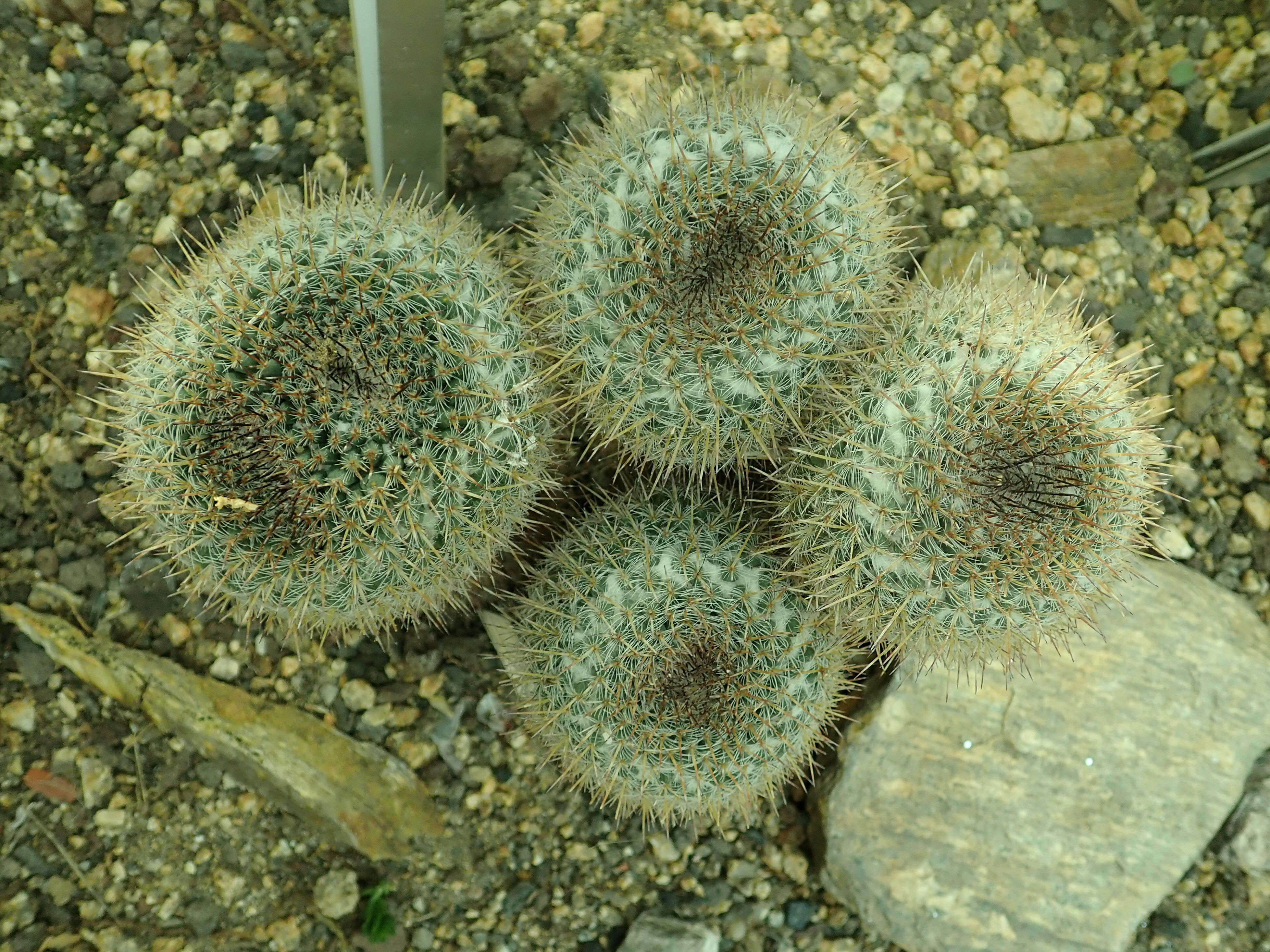 Image de Mammillaria parkinsonii Ehrenb.