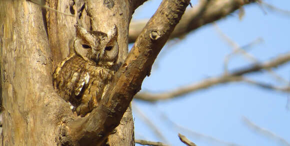 Image of Indian Scops Owl