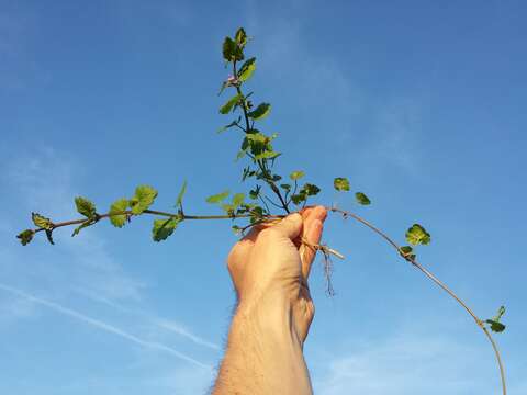 Image of Ground ivy