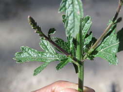 Image of herb of the cross