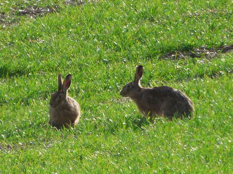 Plancia ëd Lepus europaeus Pallas 1778