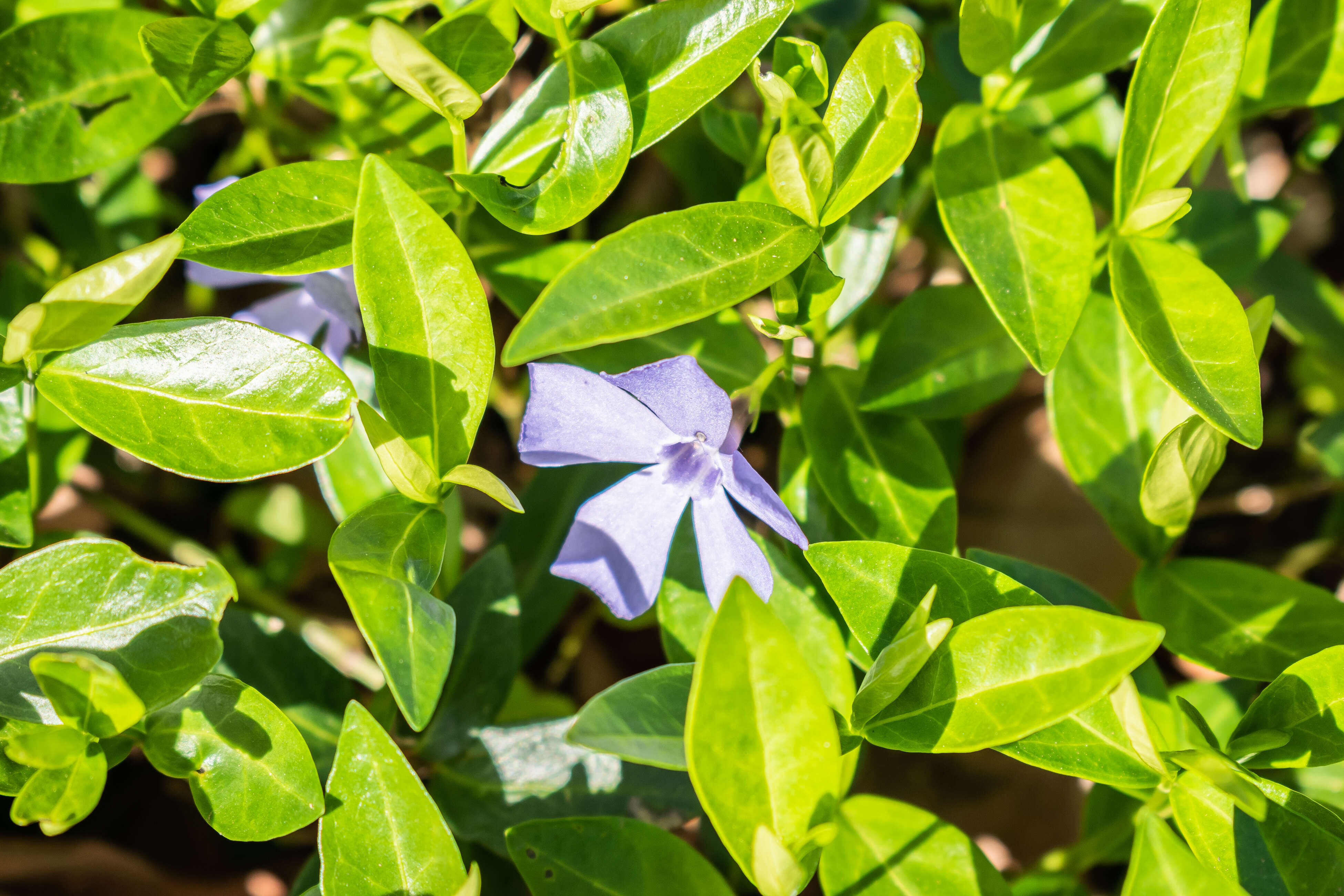 Image of Greater Periwinkle