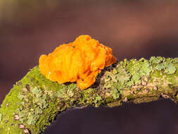 Image of Witches butter