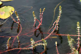 Image of twoleaf watermilfoil