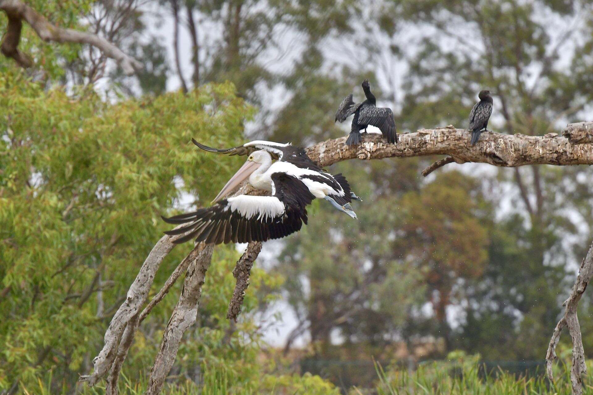 Image of Australian Pelican