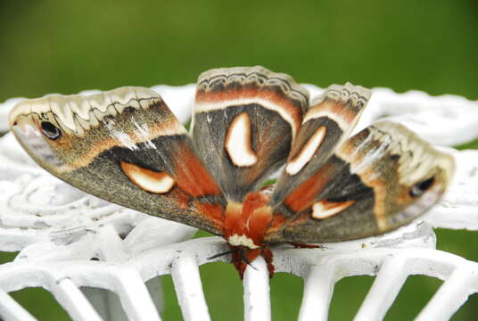 Hyalophora cecropia (Linnaeus 1758) resmi