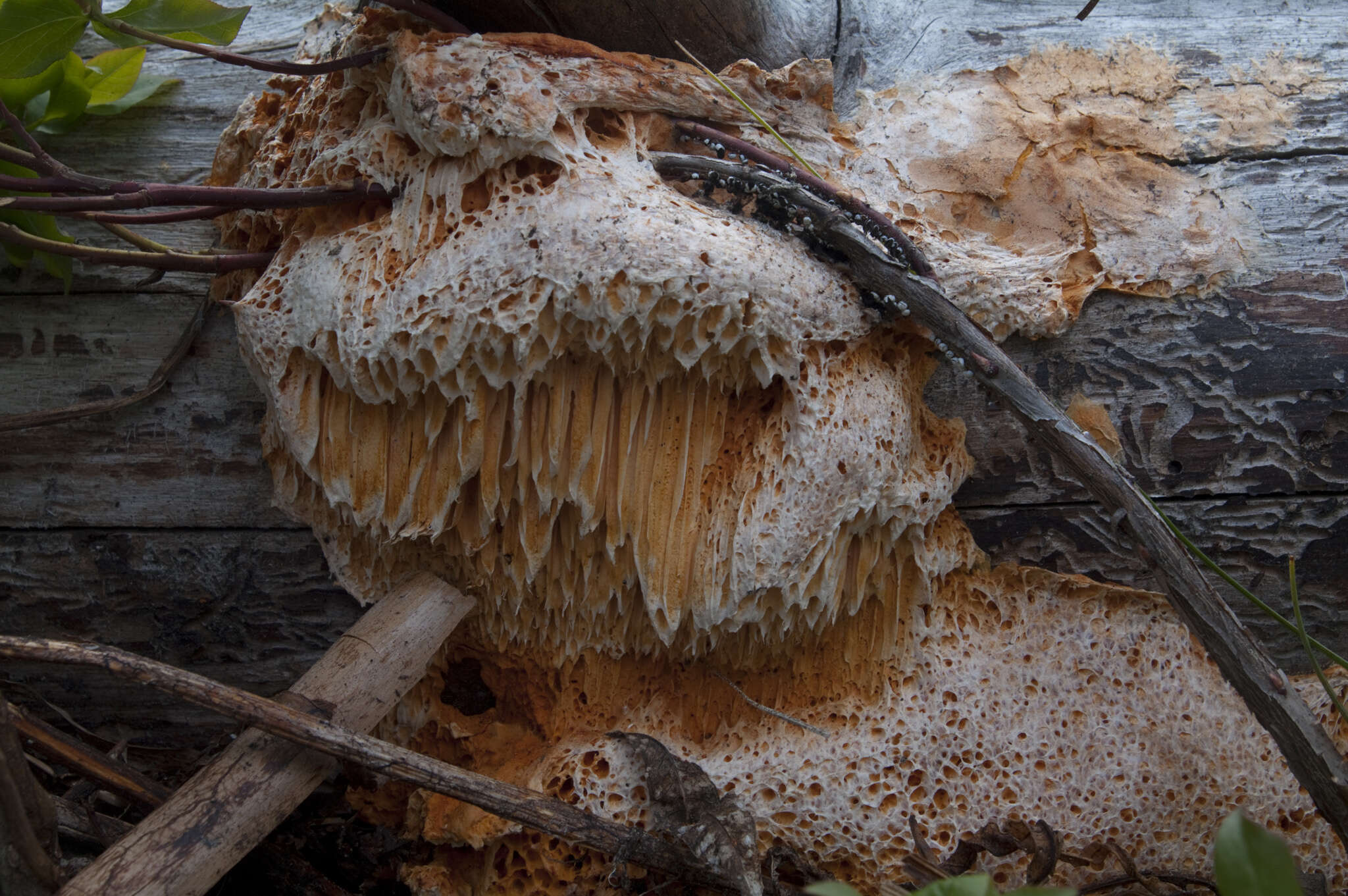 Image of Pycnoporellus spp.