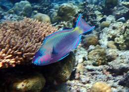 Image of Batavian Parrotfish