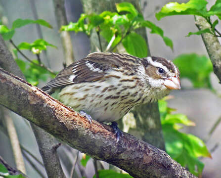 Image of Rose-breasted Grosbeak