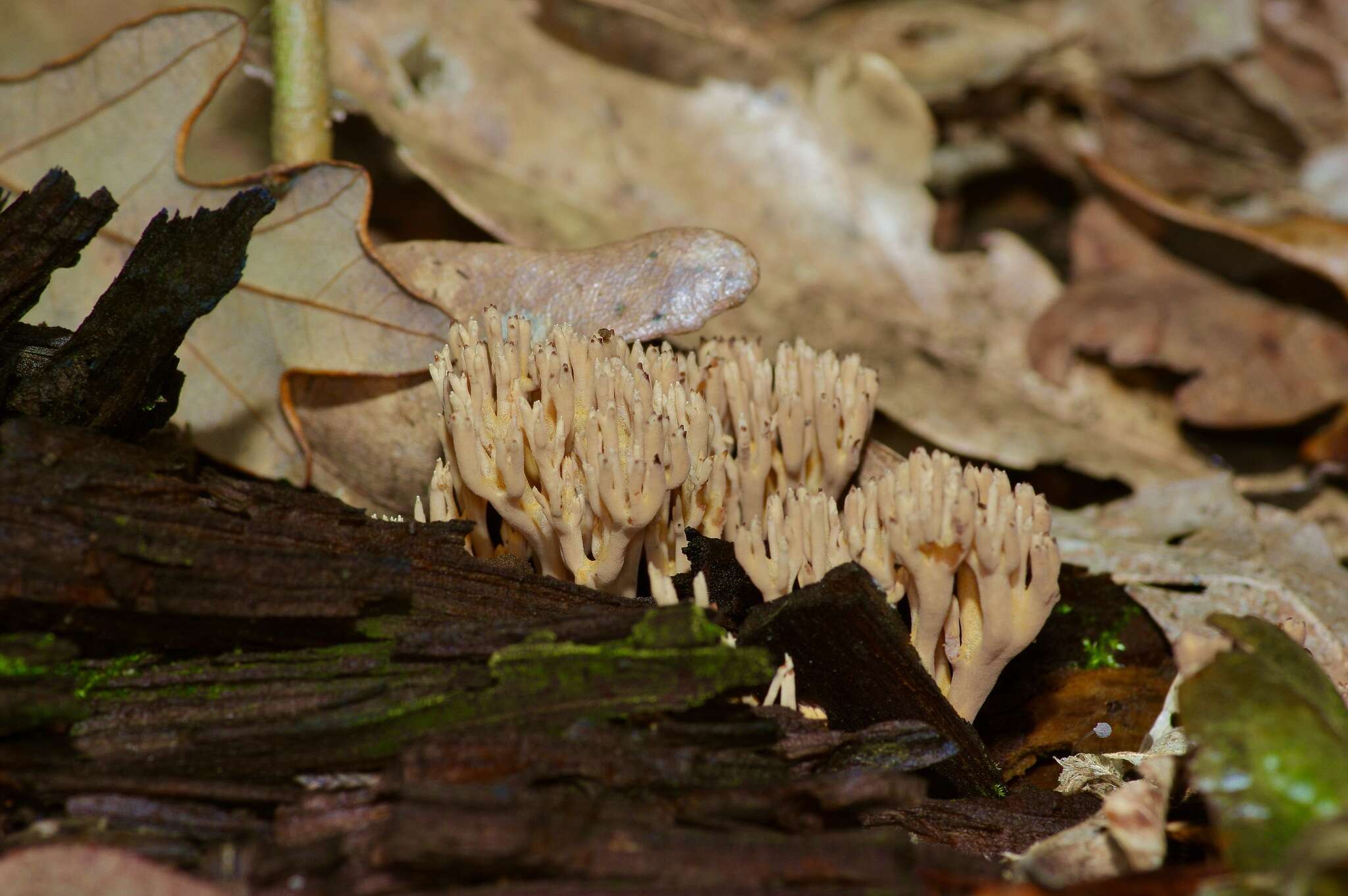 Image de Ramaria stricta (Pers.) Quél. 1888