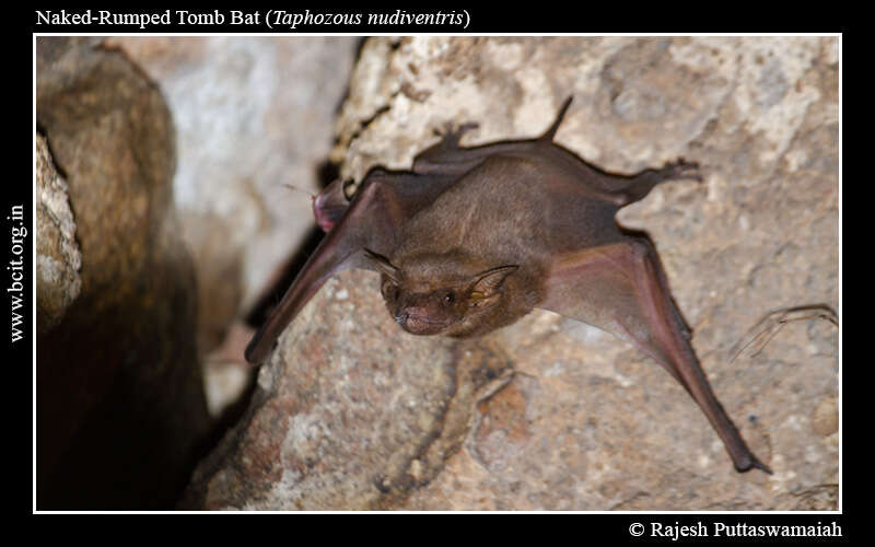 Image of Great Himalayan Leaf-nosed Bat