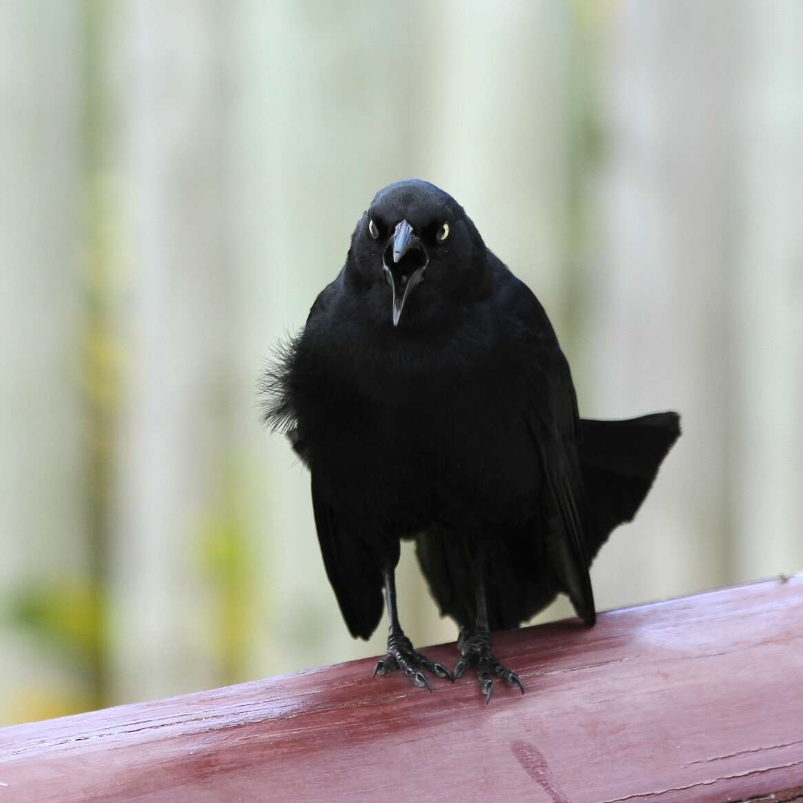 Image of Greater Antillean Grackle