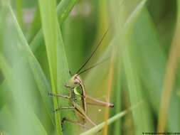 Image of Metrioptera roeselii