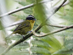 Image of White-browed Hemispingus