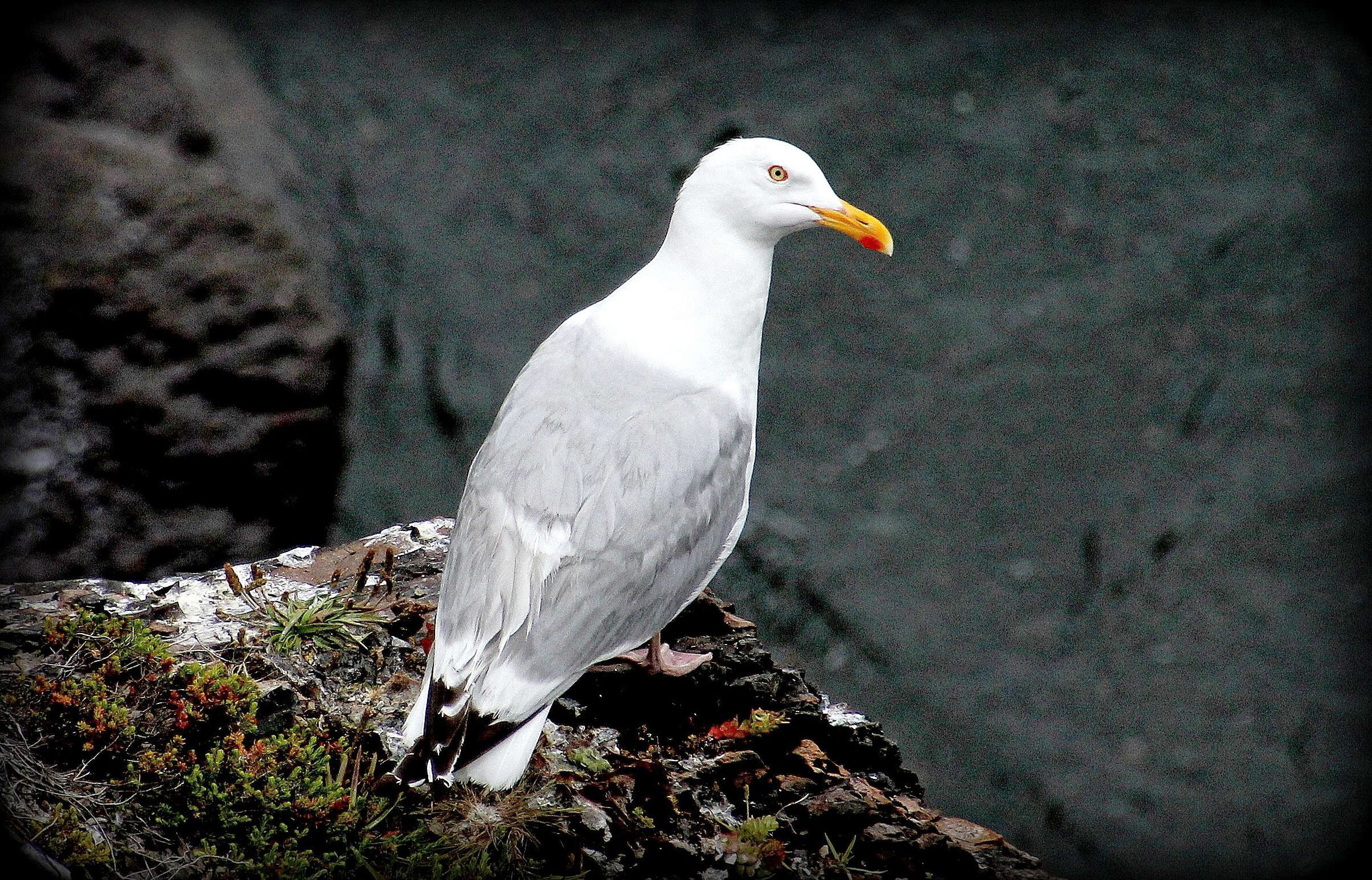 Image of American Herring Gull