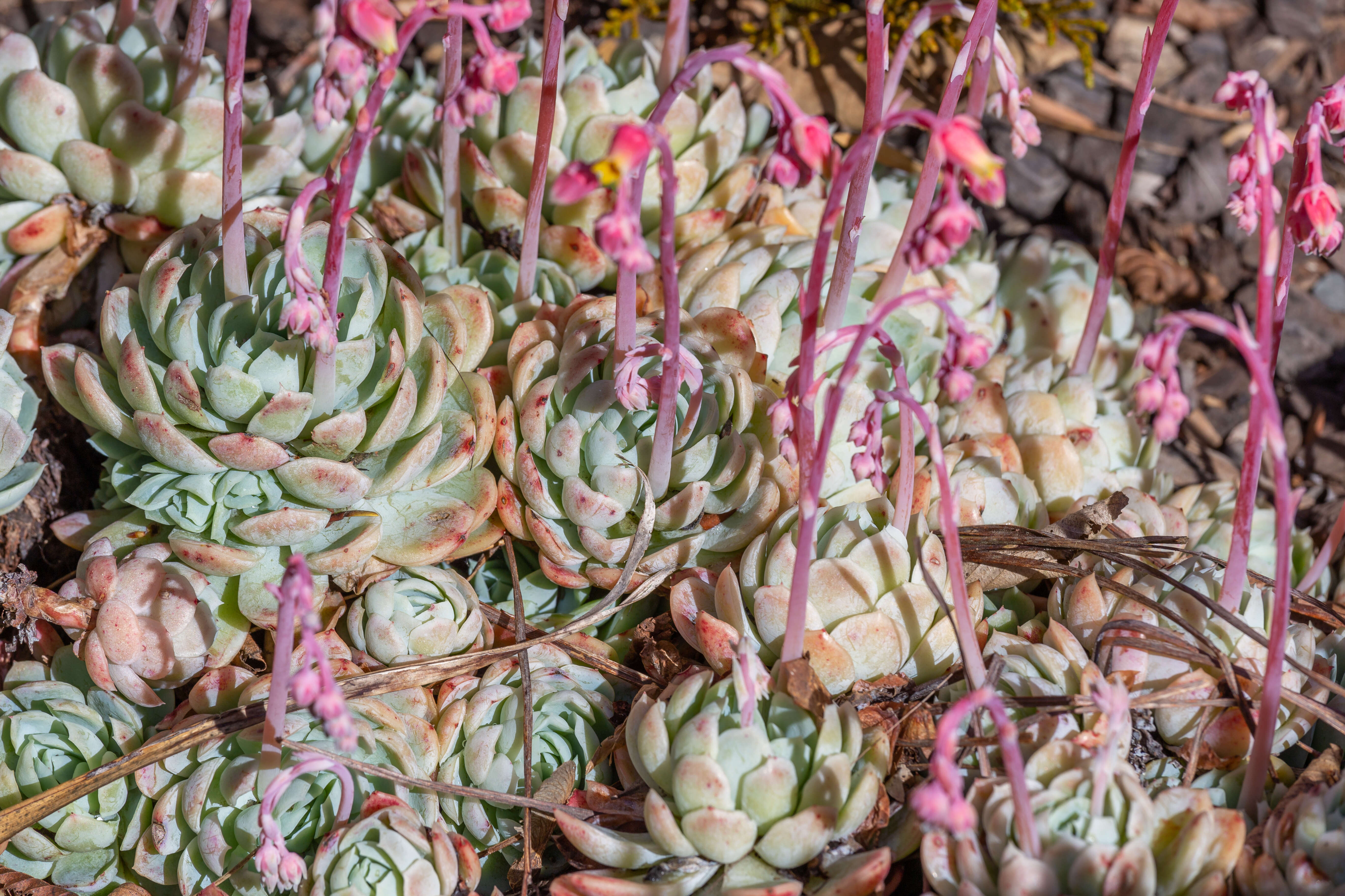 Image of Echeveria elegans Rose