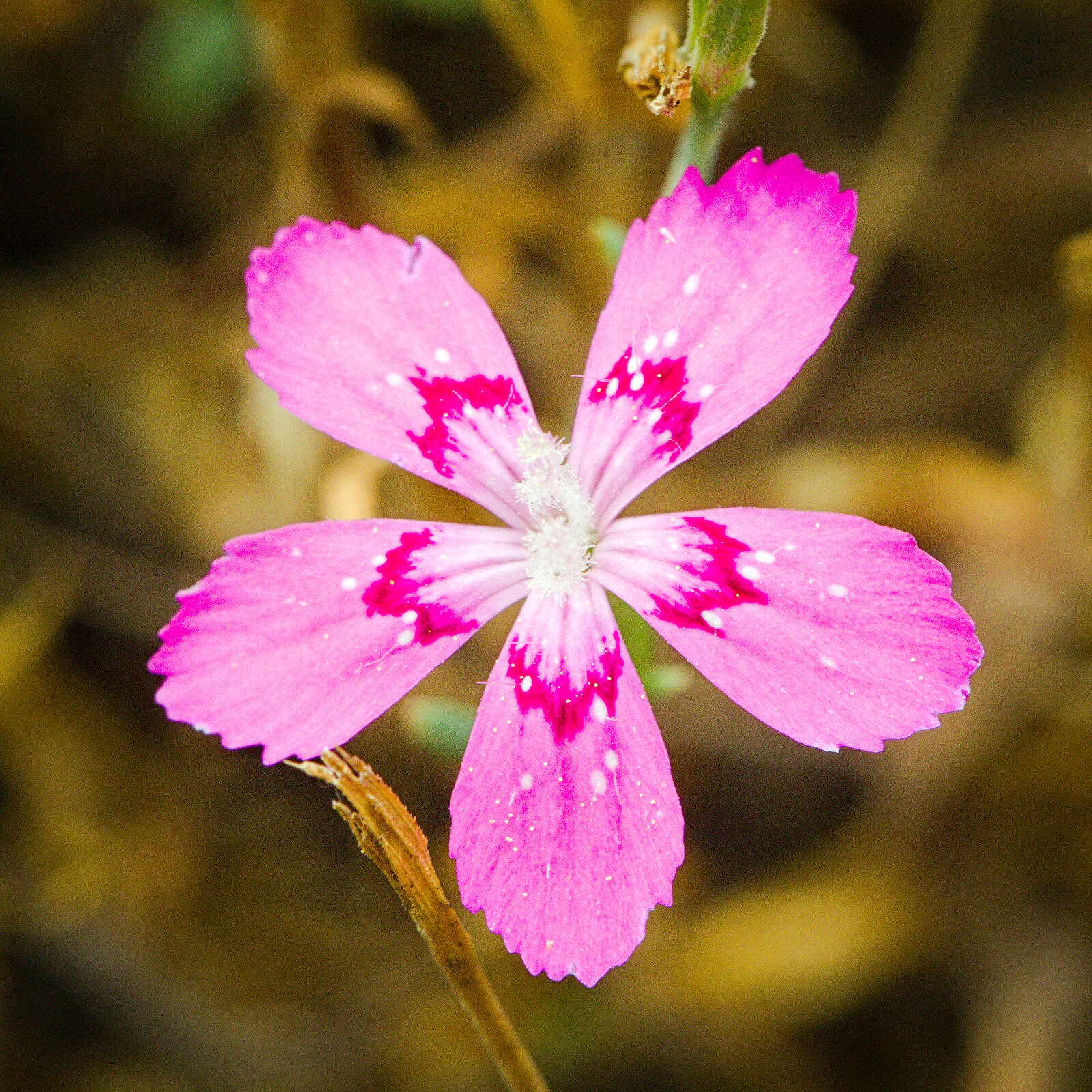 Слика од Dianthus deltoides L.