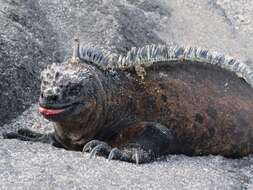 Image of marine iguana