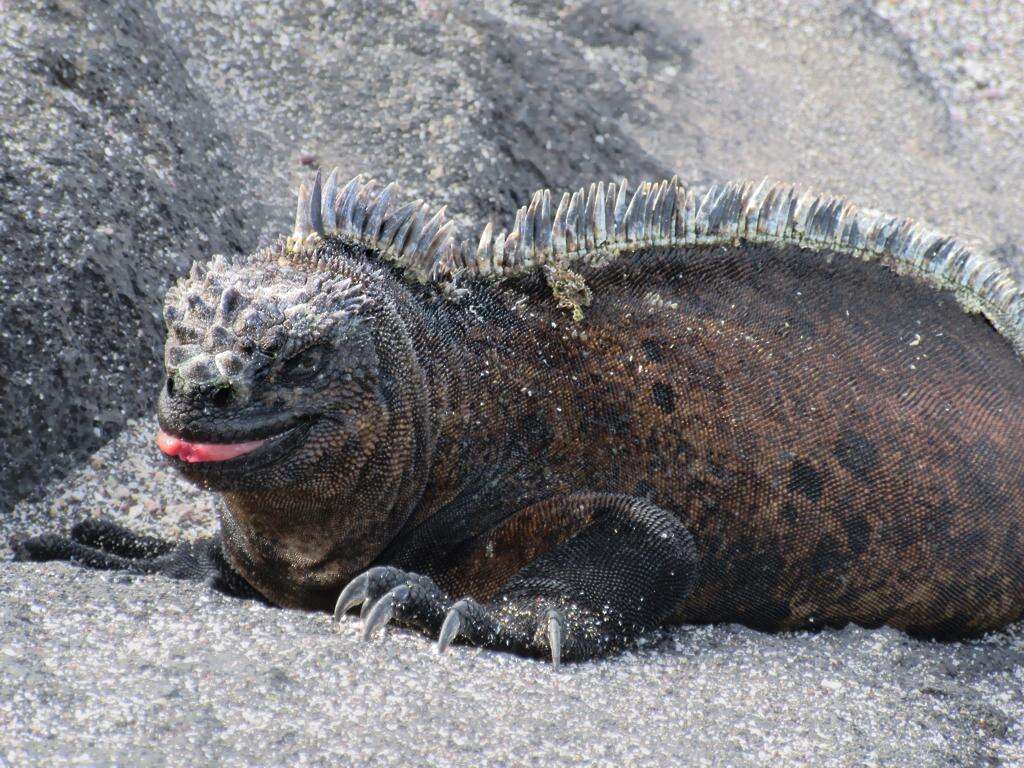 Image of marine iguana