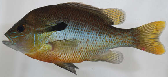 Image of Redbreast Sunfish