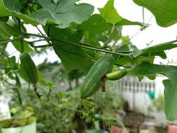 Image of ivy gourd