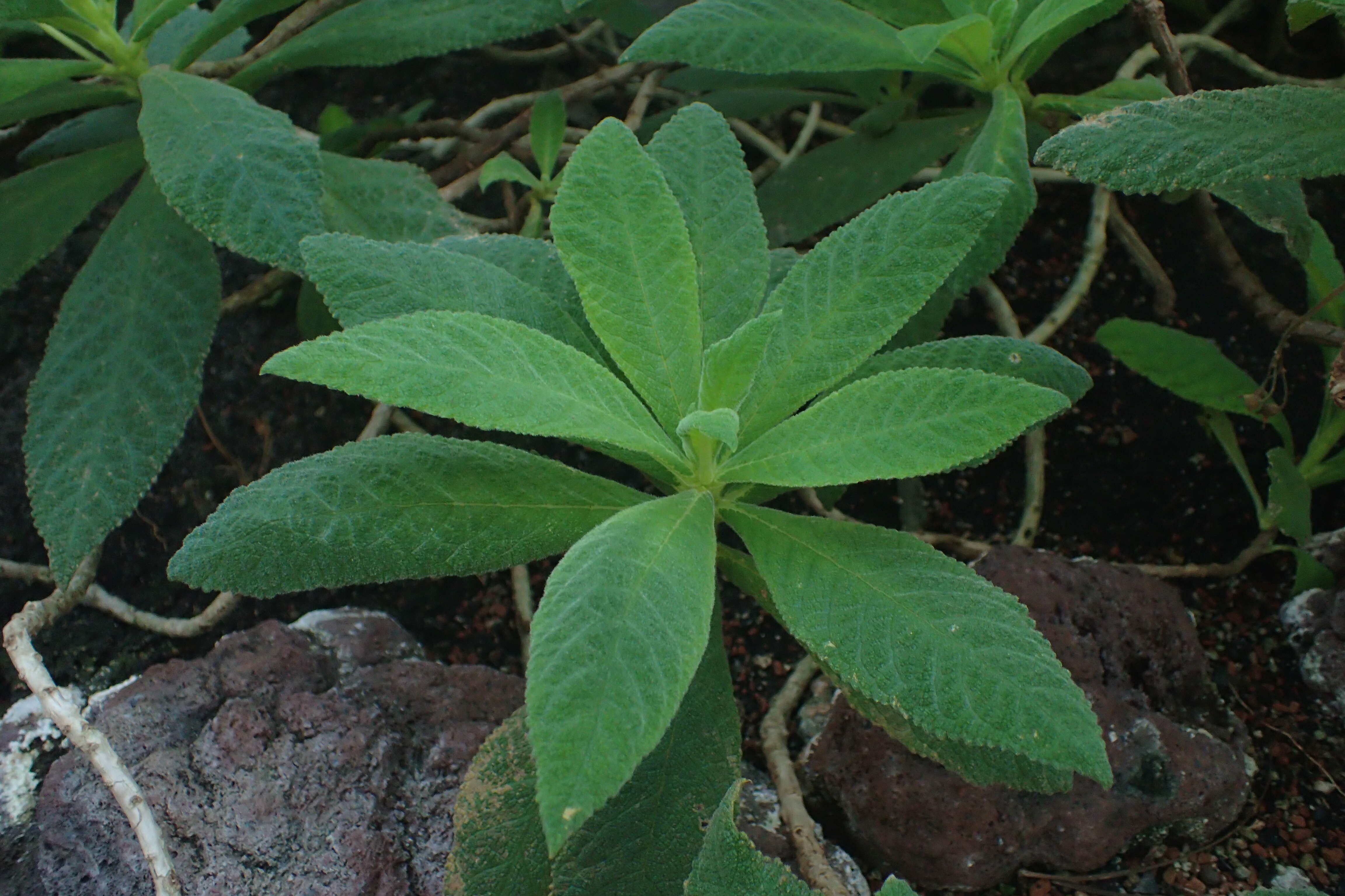 Imagem de Rhytidophyllum exsertum Griseb.