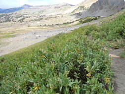 Image of mountain willow